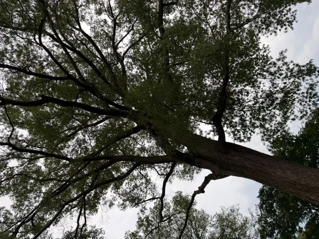 Climber up in a tall tree taking it down limb by limb